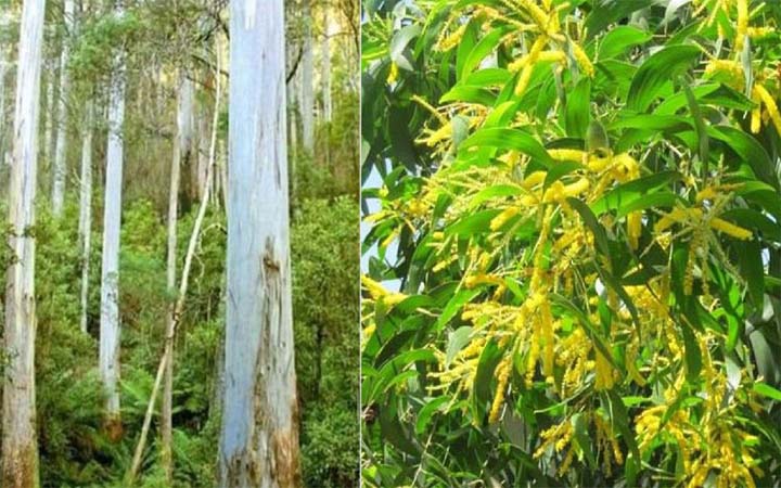 ইউক্যালিপটাস ও আকাশমনি গাছ রোপণ-বিক্রি নিষিদ্ধ