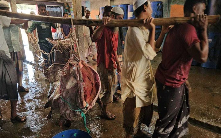 সেন্টমার্টিন এলাকায় ধরা পড়ল ২০০ কেজির ‘বোল মাছ’