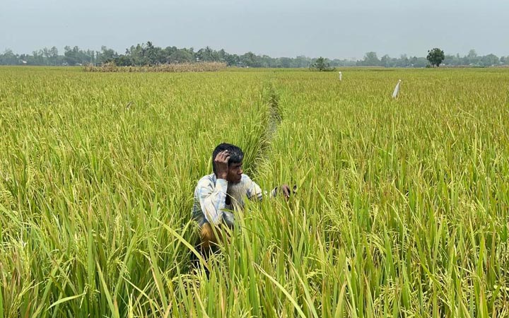 ইটভাটার গ্যাসে পুড়ল ২৫ হেক্টর জমির ধান
