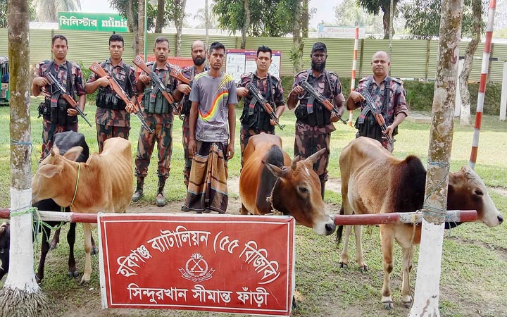 হবিগঞ্জে বিজিবির অভিযানে আসামিসহ ভারতীয় ৪টি গরু আটক
