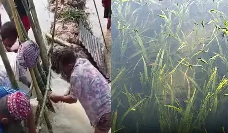 বানিয়াচংয়ে ২২০০ বিঘা জমির ধান পানির নিচে