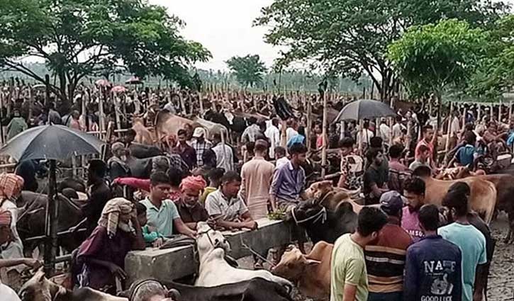 হবিগঞ্জে জমতে শুরু করেছে কোরবানির পশুর হাট