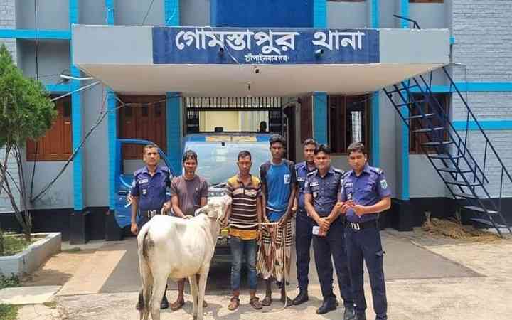 চাঁপাইনবাবগঞ্জে গরু চোর চক্রের তিন সদস্য গ্রেফতার