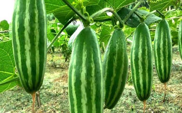 পটলের উপকারিতা
