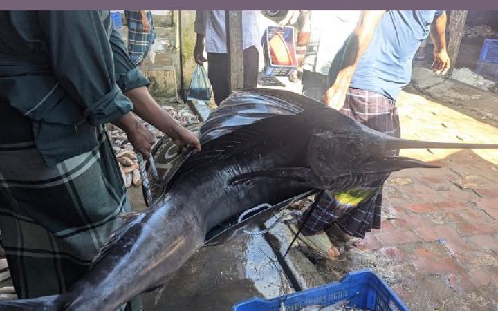 সাগরে জেলের জালে ধরা পড়লো পাখি মাছ