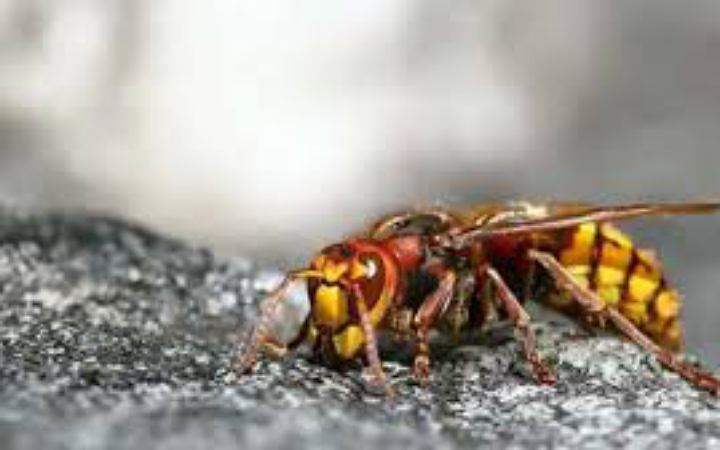 ভালুকায় ভিমরুলের কামড়ে শিশু নিহত, মাসহ আহত ৫