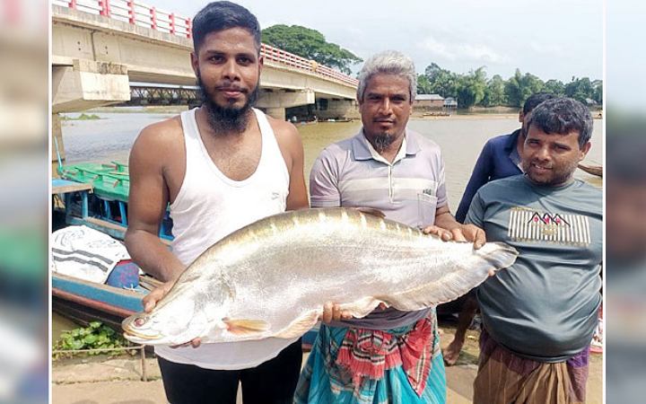 মহালছড়িতে জালে ধরা পড়লো ১২ কেজি ওজনের চিতল