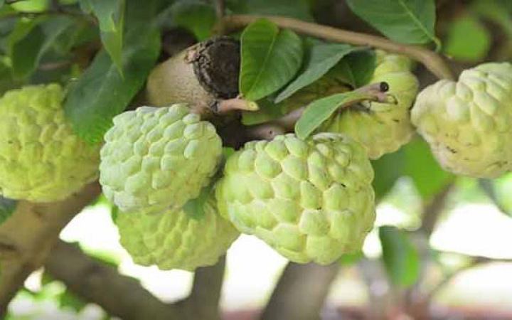 আতা ফলের বিশেষ উপকারিতা