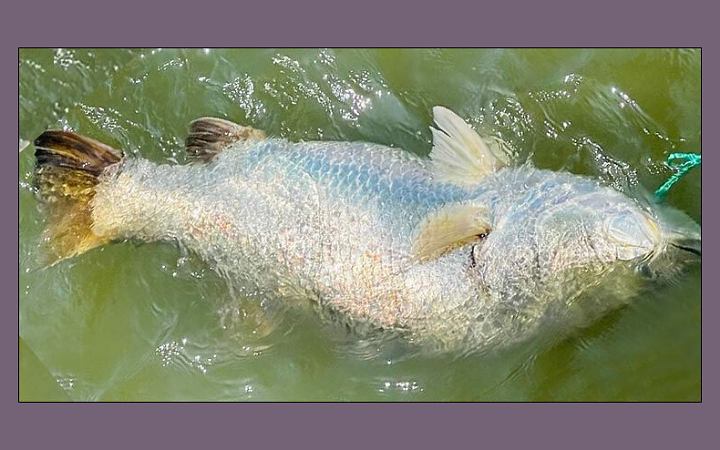 টেকনাফের নাফ নদীতে ধরা পড়লো ২৫ কেজি ওজনের কোরাল