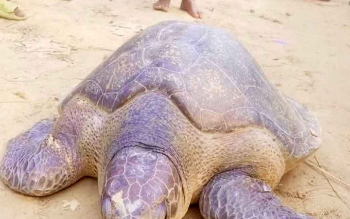 পটুয়াখালীতে ৪২ কেজি ওজনের পান্না কাছিম উদ্ধার