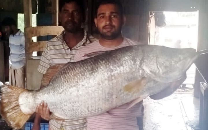 মেঘনা নদীতে জেলের জালে ধরা পড়ল ২০ কেজির কোরাল