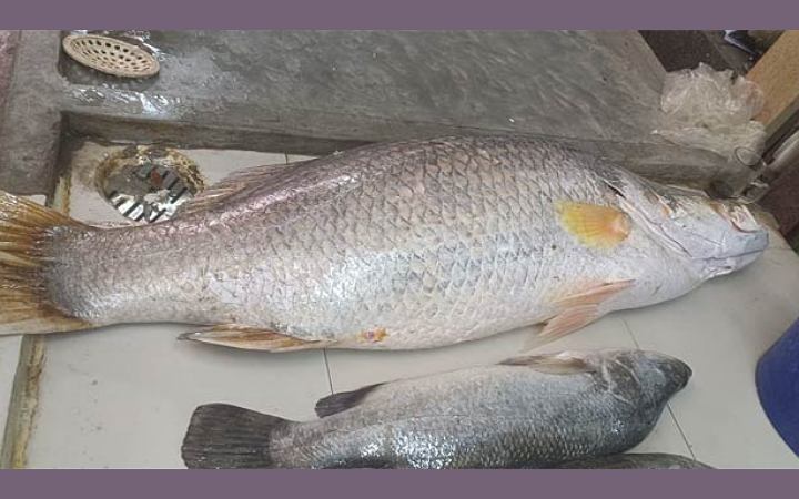 বলেশ্বরি নদীতে ধরা পড়লো ১৮ কেজি ওজনের কোড়ল