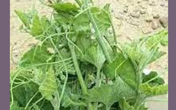 কুমড়া শাকের উপকারিতা