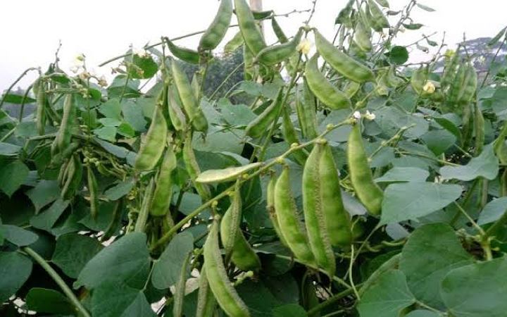 শিম খেলে যে সকল রোগের সমস্যা দূর হয়