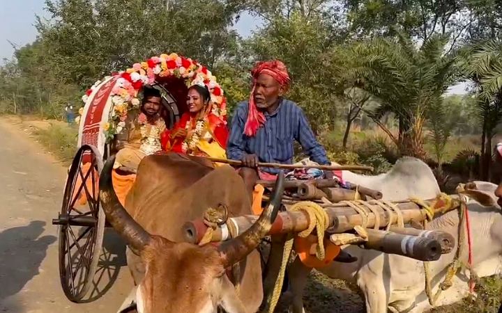 পশ্চিমবঙ্গে ঐতিহ্য ধরে রাখতে গরুর গাড়ীতে বিয়ে