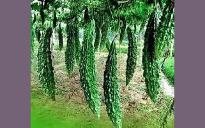 জেনে নিন করলা কেন তিতা হয়