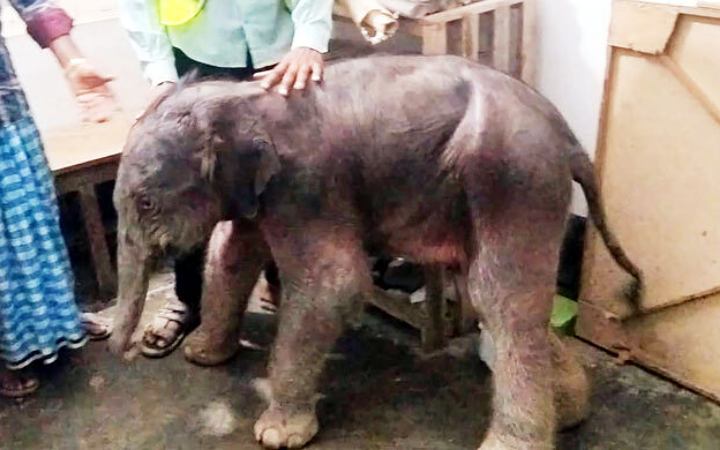 টেকনাফের পাহাড়ে বাচ্চা প্রসবের সময় মা হাতির মৃত্যু