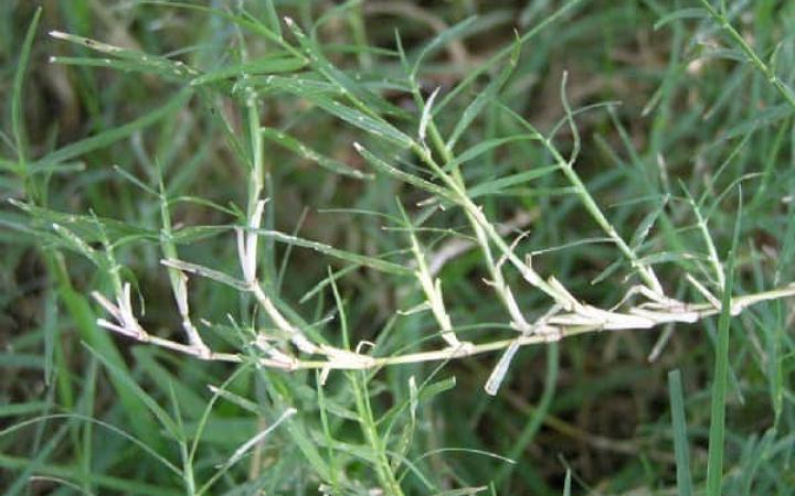 জেনে নিন দূর্বাঘাসের ঔষধি  গুণাগুণ