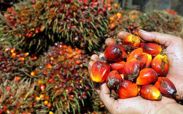 বিশ্ব বাজারে পাম ও জ্বালানি তেলের দাম কমেছে