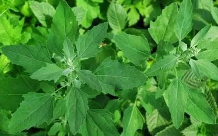 বেথুয়া শাকে মিলবে কিডনি সমস্যার সমাধান