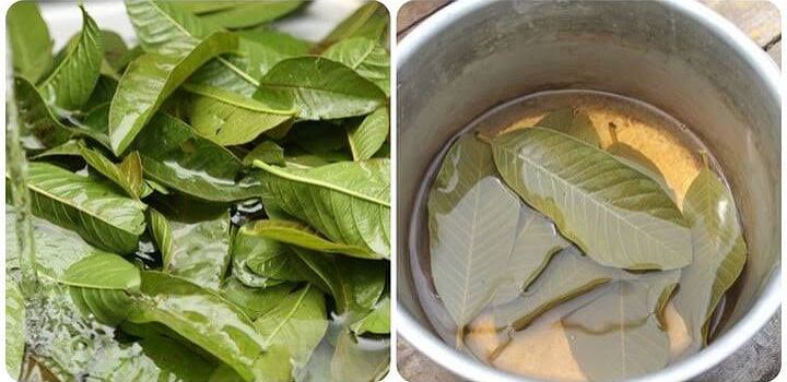 জেনে নিন চুলের যত্নে পেয়ারা পাতার পানির উপকারিতা