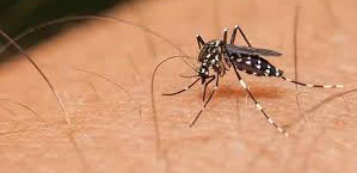 ফিলিপাইনে মশা ধরে দিতে পারলেই নগদ অর্থ পুরস্কার