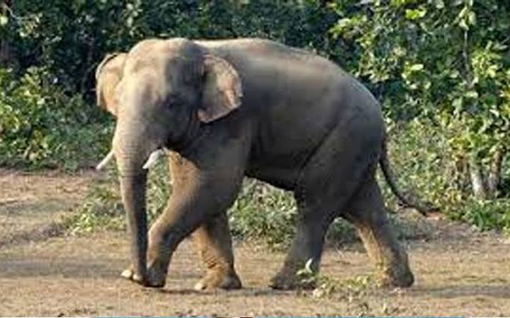 রাঙ্গামাটিতে বন্যহাতির আক্রমণে কৃষকের মৃত্যু