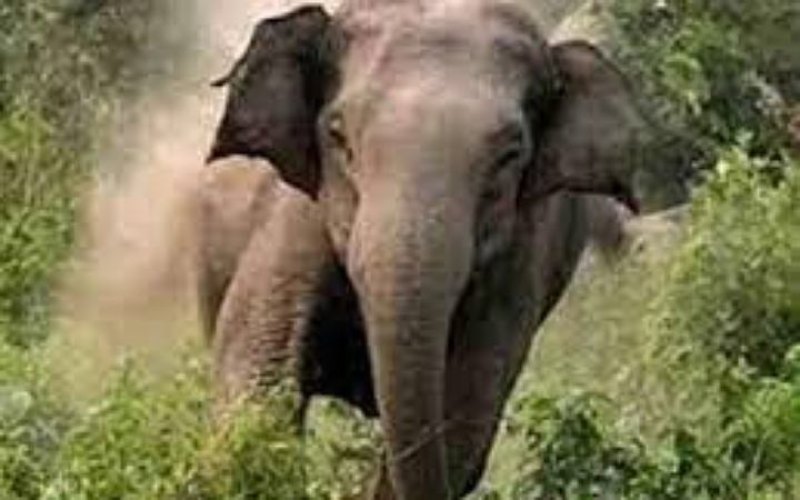 কক্সবাজারে বন্য হাতির আক্রমণে গৃহবধূর মৃত্যু