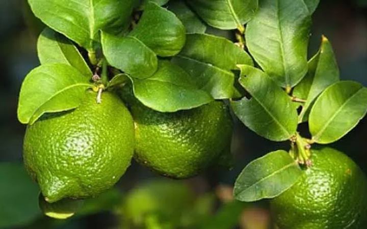 জেনে নিন লেবু ও লেবু পাতার কার্যকারিতা