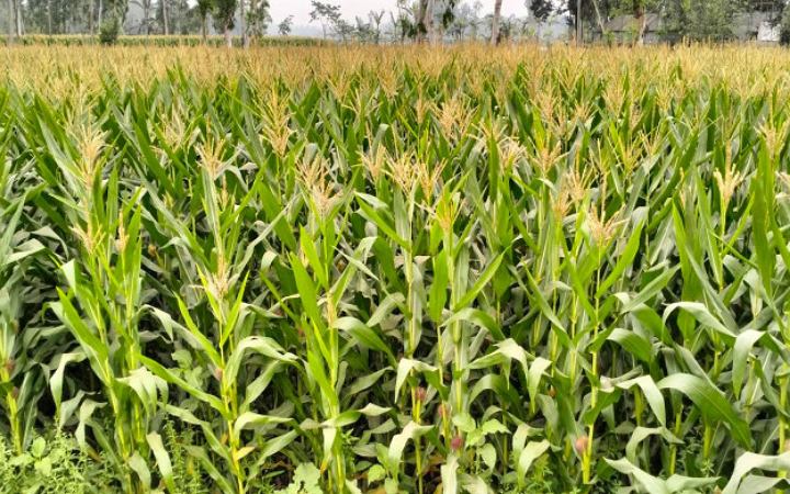 ঠাকুরগাঁওয়ে ভুট্রাক্ষেত থেকে নবজাতক উদ্ধার