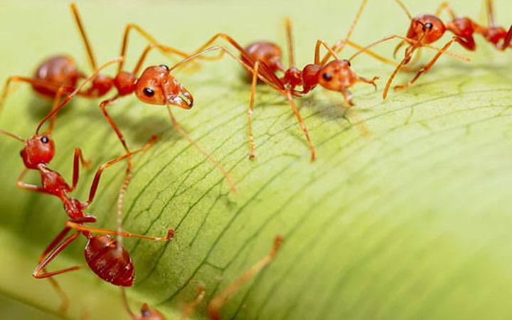 লাল পিঁপড়ার কামড়ে ২৩ জন হাসপাতালে অস্ট্রেলিয়ায়