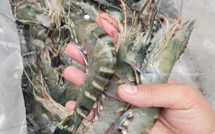 চলতি অর্থবছরের আট মাসে চিংড়ি রপ্তানি বেড়েছে ১৭ শতাংশ