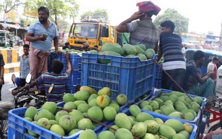 সাতক্ষীরার রাসায়নিক মেশানো গোবিন্দভোগ আম জব্দ