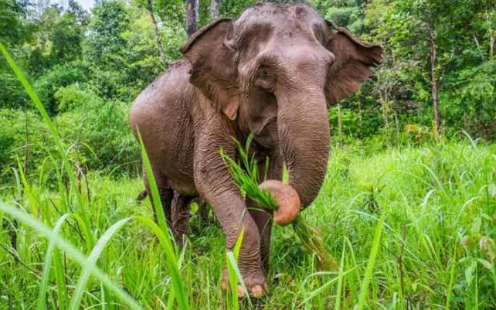 বন্যহাতির আক্রমণে প্রাণ গেল কৃষকের