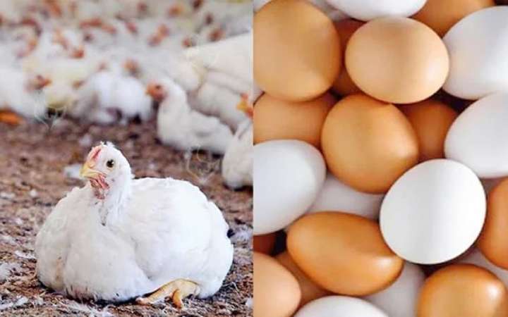 পত্যাহার করা হয়েছে পহেলা মে থেকে সারাদেশে ডিম ও মুরগি উৎপাদন বন্ধের ঘোষণা