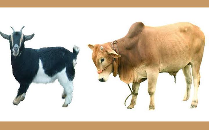 জেনে নিন কোরবানির পশু কেমন হওয়া উচিত?