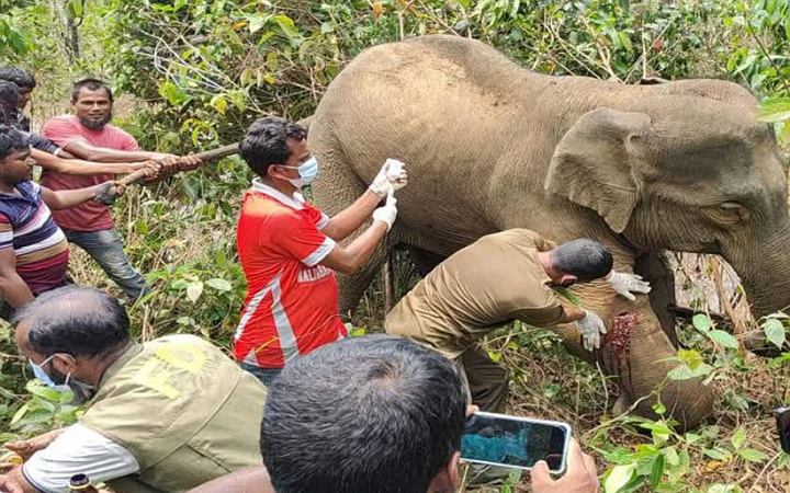 শেরপুরে অসুস্থ বন্যহাতি, চিকিৎসায় এগিয়ে এলো বন বিভাগ