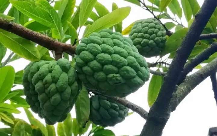 আতা ফলের উপকারিতা এবং অপকারিতা