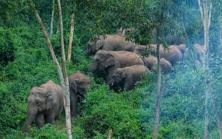 চকরিয়ায় বন্যহাতির আক্রমণে বৃদ্ধের মৃত্যু