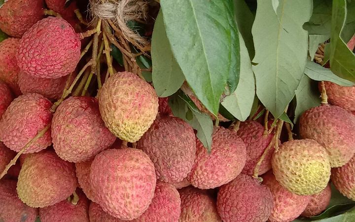 গরমে শরীর ঠান্ডা রাখে লিচু