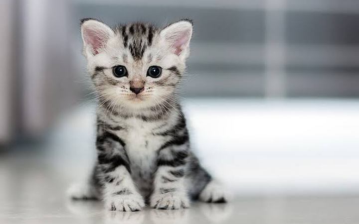 জাপানি নারীর বাড়ি থেকে প্রায় ১০০ মৃত বিড়াল উদ্ধার