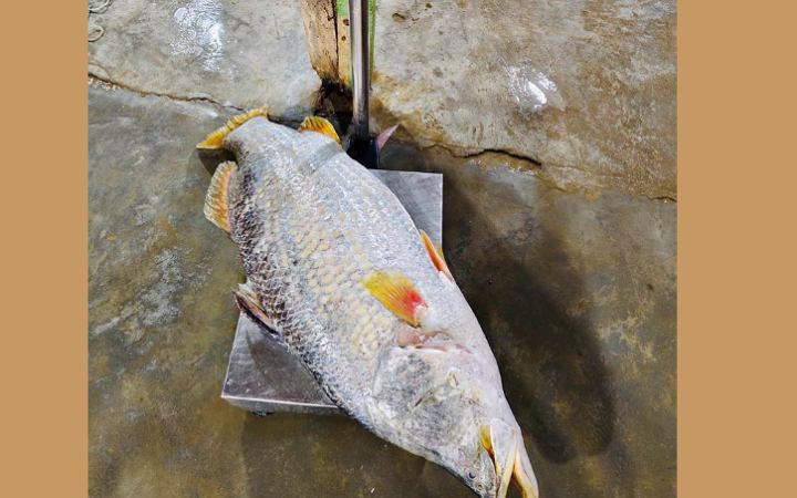 কুয়াকাটা মাছের বাজারে দেখা মিললো ২৩ কেজি ওজনের কোরাল