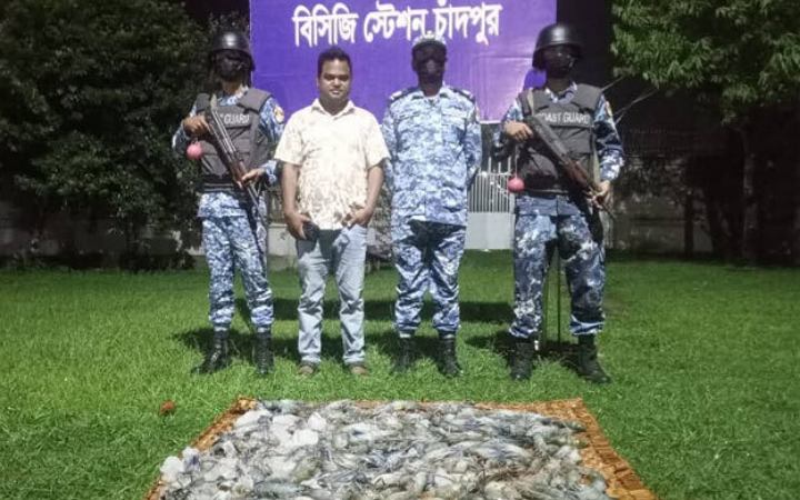 চাঁদপুরে জেলি জুক্ত ৪ মণ চিংড়ি জব্দ করেছে কোস্টগার্ড