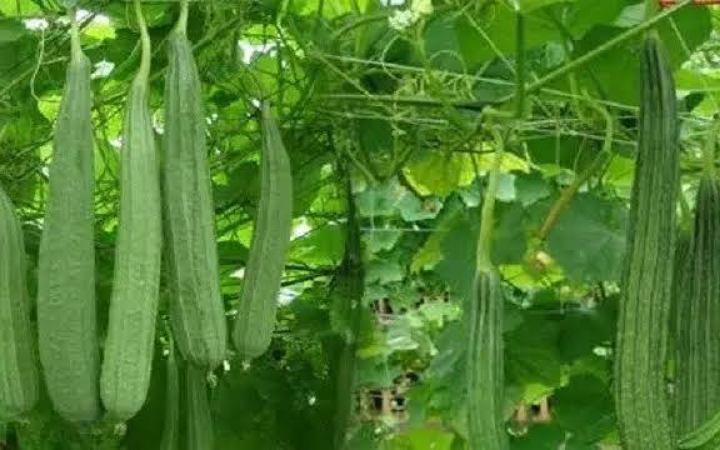 জেনে নিন ঝিঙা খাওয়ার উপকারিতা