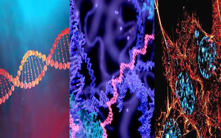 মানবদেহের রহস্য জানতে গবেষণাগারে কৃত্রিম ডিএনএ!