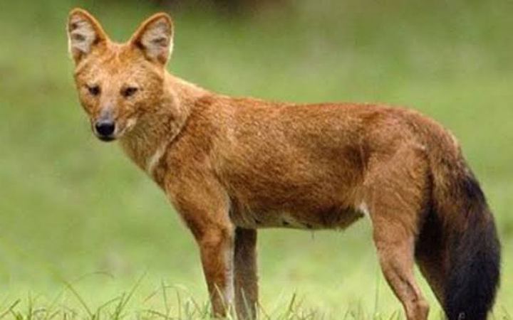 নেত্রকোনায় শিয়ালের কামড়ে আহত ১৭, আতঙ্কে এলাকাবাসী