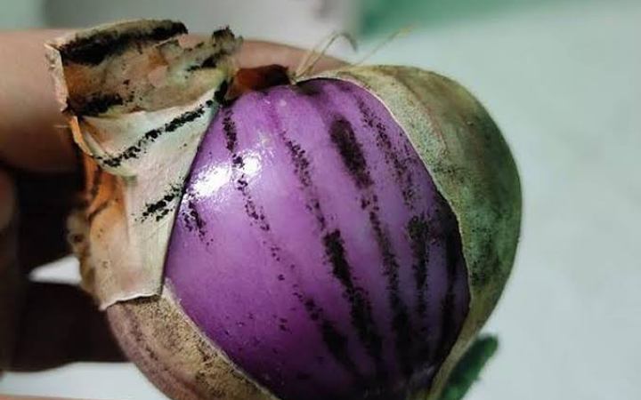 পেঁয়াজের খোসায় কালো ছোপ, ক্ষতির কারণ কি?