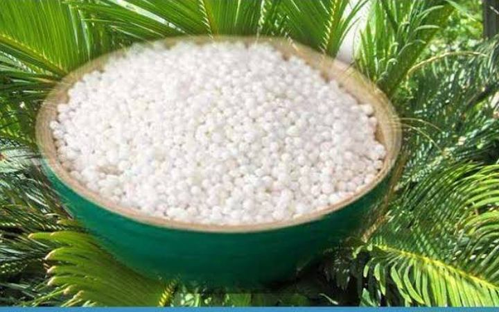 জেনে নিন সাবুদানা ভেজানোর সঠিক উপায়