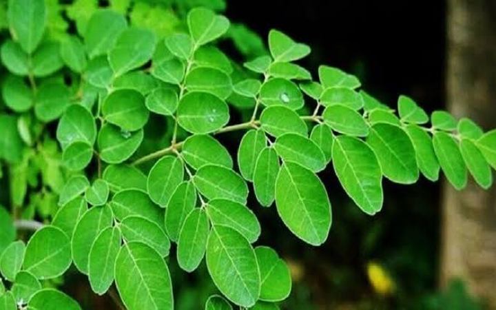 বর্ষাকালে সজনে পাতা খাওয়ার উপকারিতা