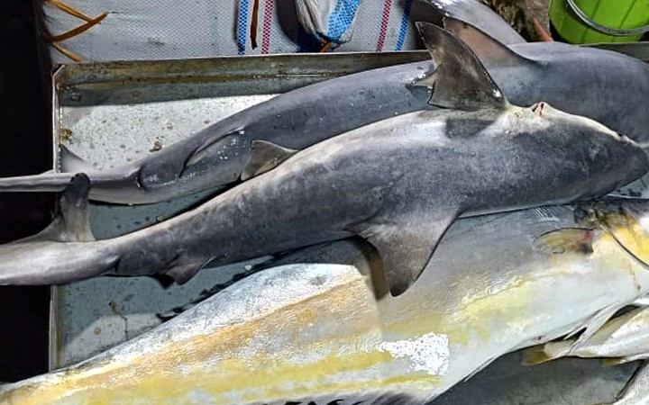 পটুয়াখালীতে ২ টি হাঙ্গর জব্দ করেছে বনবিভাগ